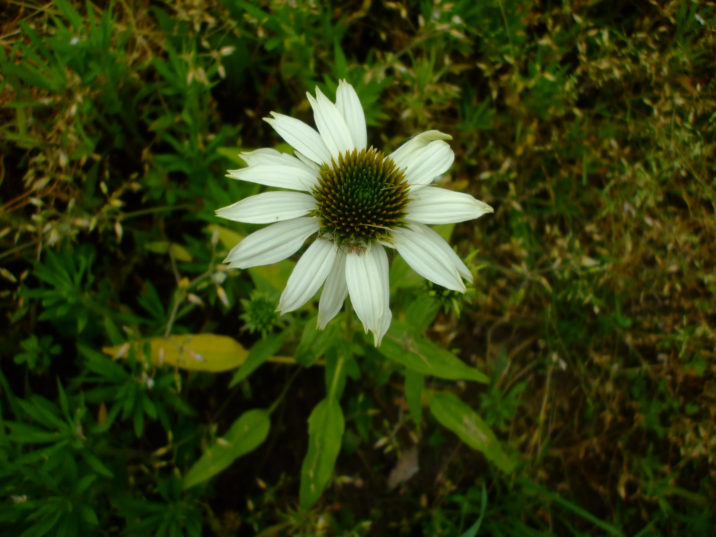 Echinacea purpurea alba